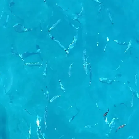 Elegantissimo Direttamente Sul Mare Le Ghiaie 6 Posti Letto Daire